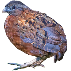 Rufous-breasted Wood Quail